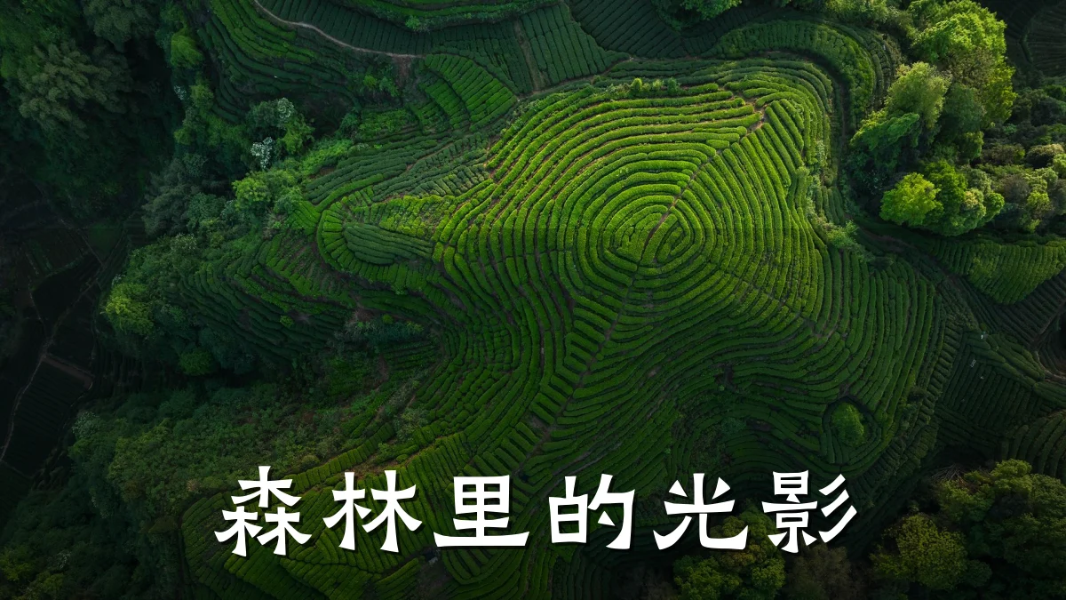 森林里的光影