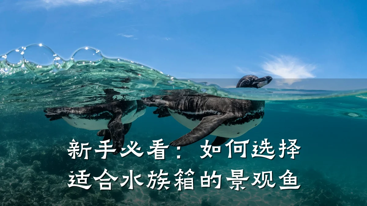 新手必看：如何选择适合水族箱的景观鱼