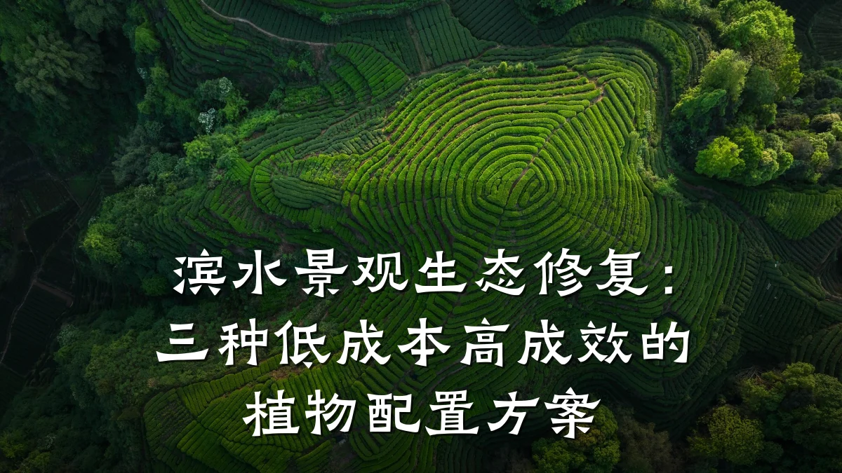 滨水景观生态修复:三种低成本高成效的植物配置方案