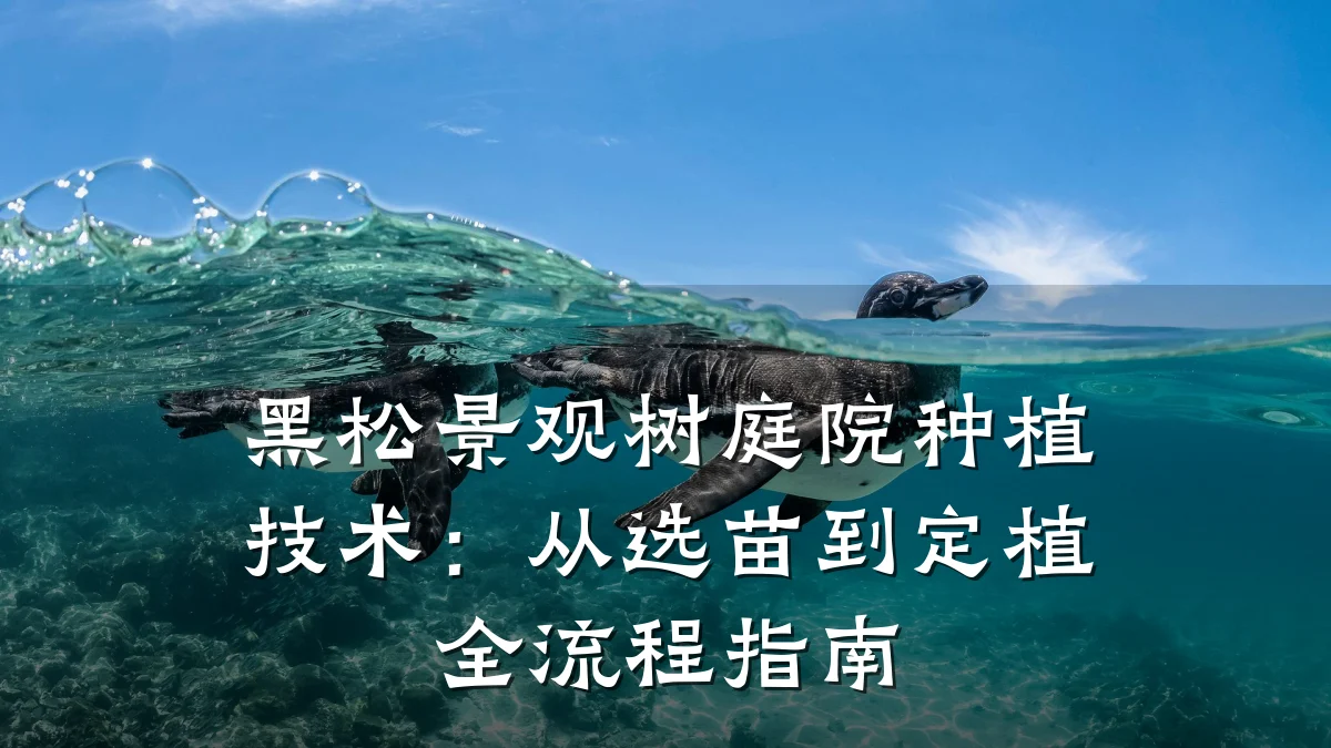 黑松景观树庭院种植技术:从选苗到定植全流程指南