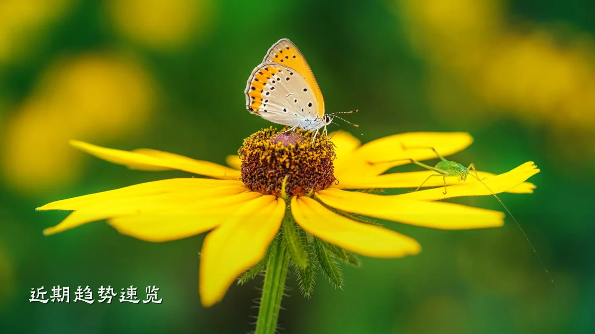 近期趋势速览