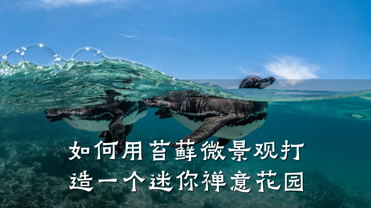 如何用苔藓微景观打造一个迷你禅意花园