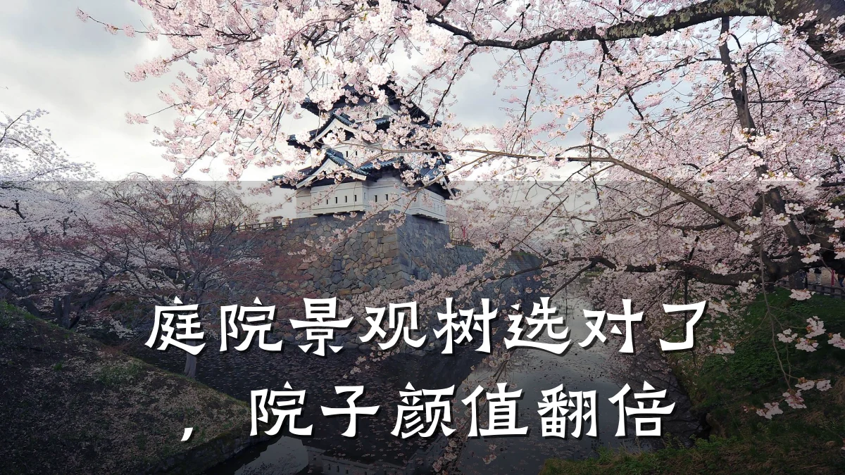 庭院景观树选对了,院子颜值翻倍