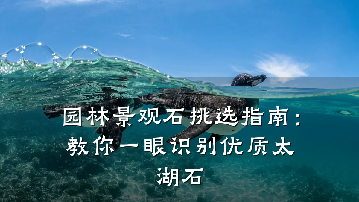 园林景观石挑选指南:教你一眼识别优质太湖石
