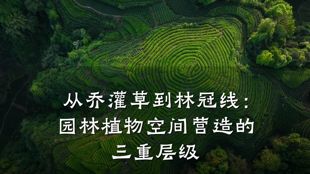 从乔灌草到林冠线:园林植物空间营造的三重层级