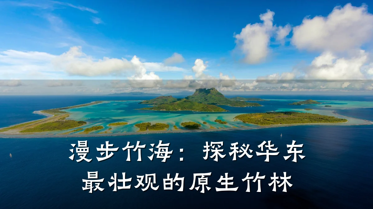 漫步竹海:探秘华东最壮观的原生竹林