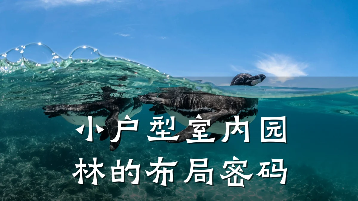 小户型室内园林的布局密码