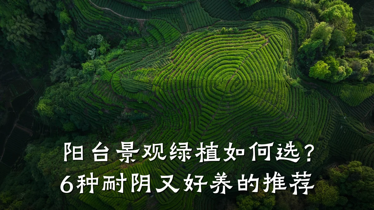 阳台景观绿植如何选?6种耐阴又好养的推荐