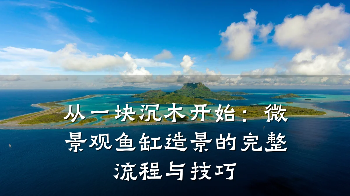 从一块沉木开始:微景观鱼缸造景的完整流程与技巧