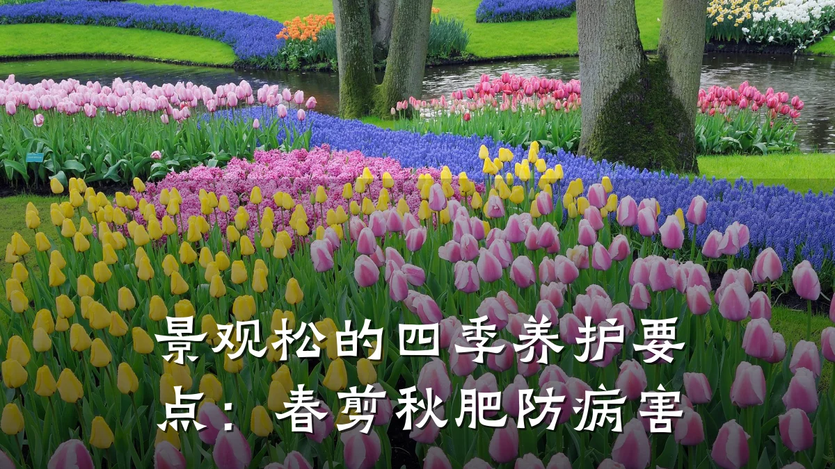 景观松的四季养护要点:春剪秋肥防病害