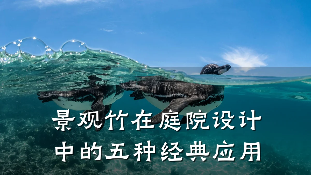 景观竹在庭院设计中的五种经典应用