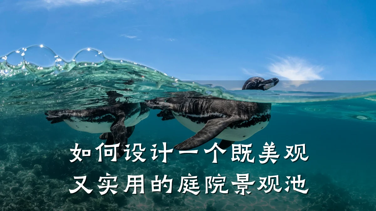 如何设计一个既美观又实用的庭院景观池
