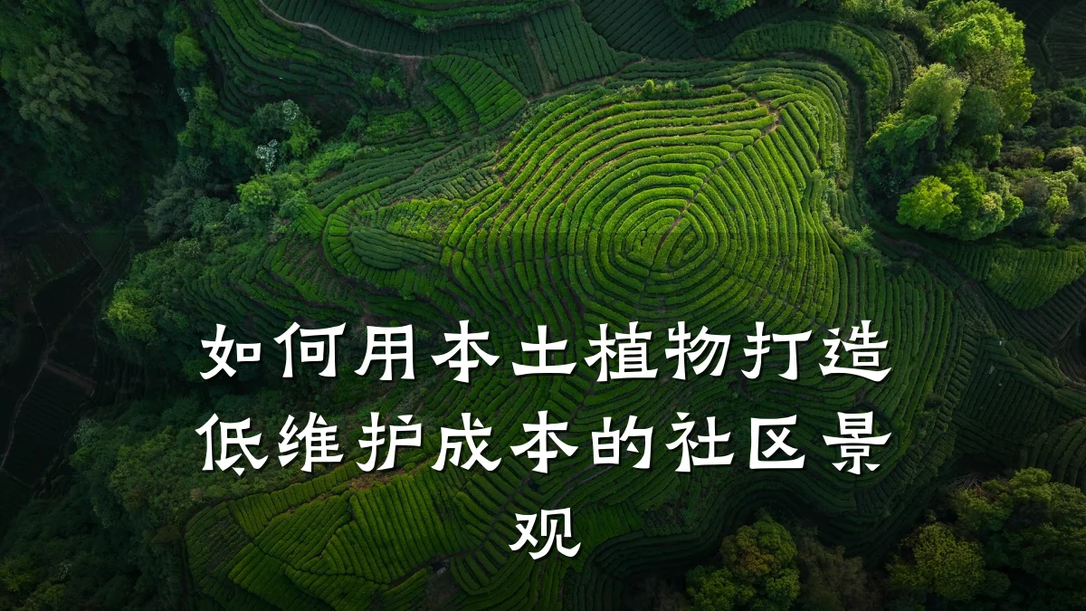 如何用本土植物打造低维护成本的社区景观