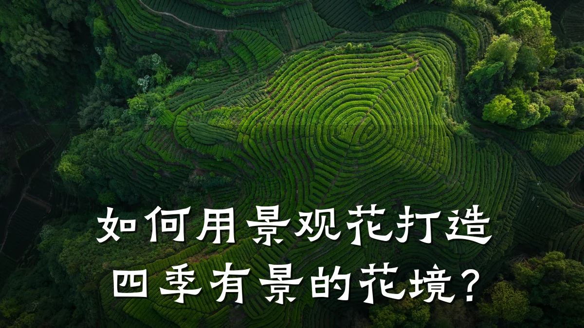 如何用景观花打造四季有景的花境?