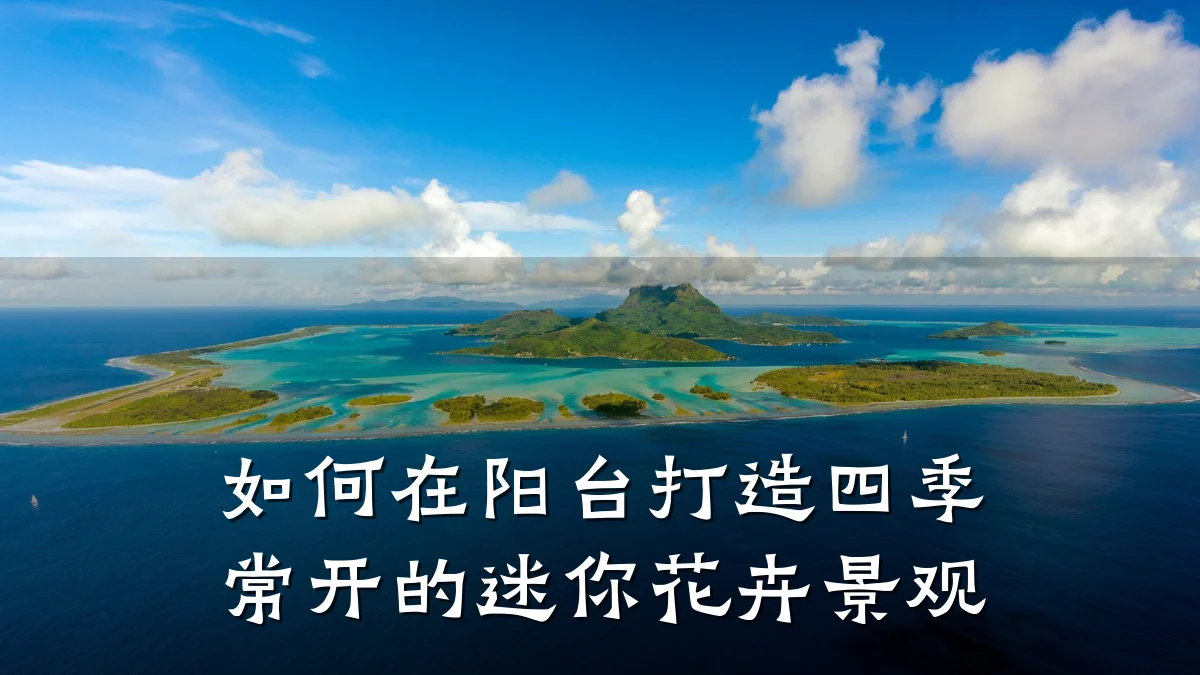 如何在阳台打造四季常开的迷你花卉景观