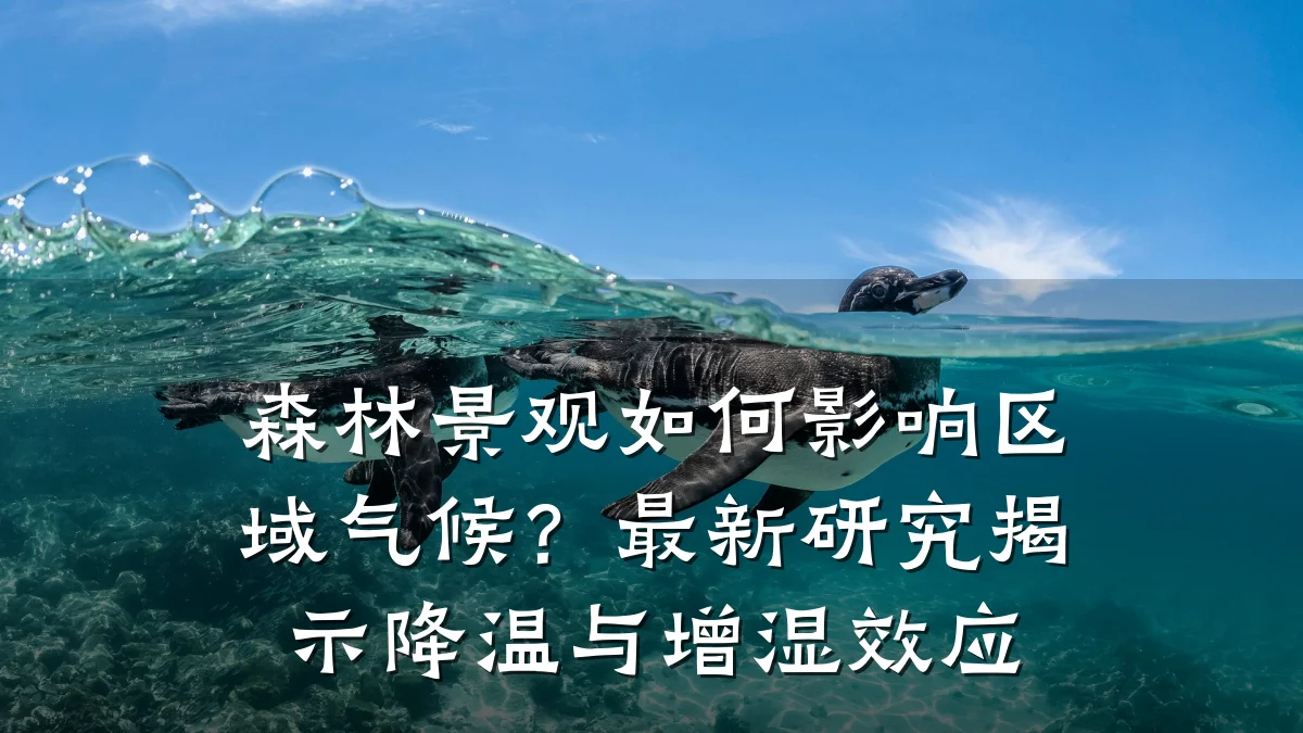 森林景观如何影响区域气候?最新研究揭示降温与增湿效应