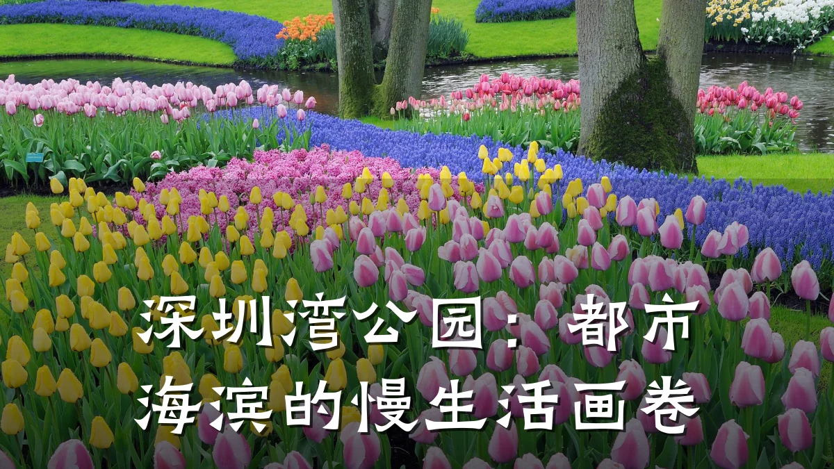 深圳湾公园:都市海滨的慢生活画卷