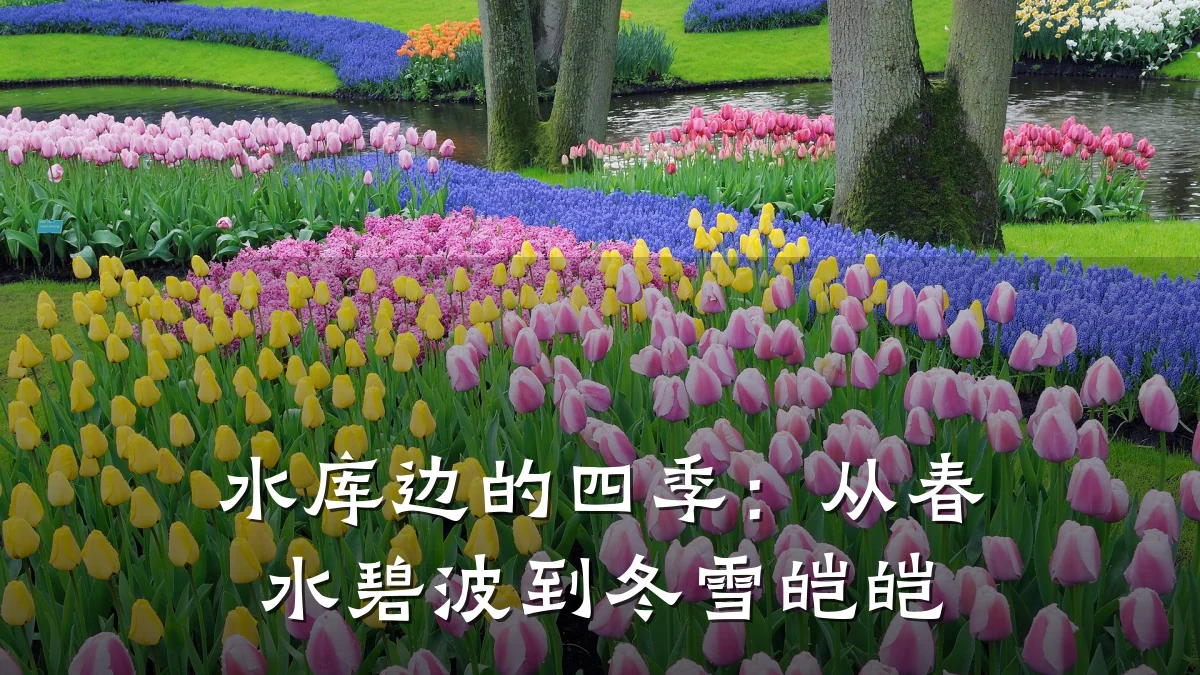 水库边的四季：从春水碧波到冬雪皑皑