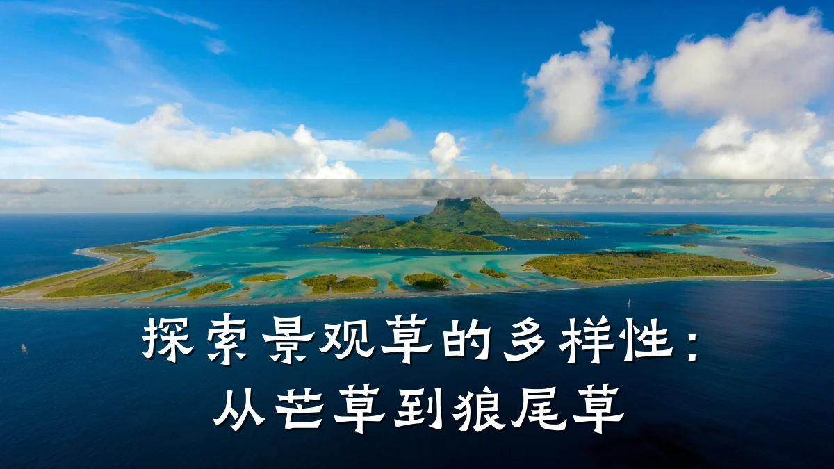 探索景观草的多样性:从芒草到狼尾草
