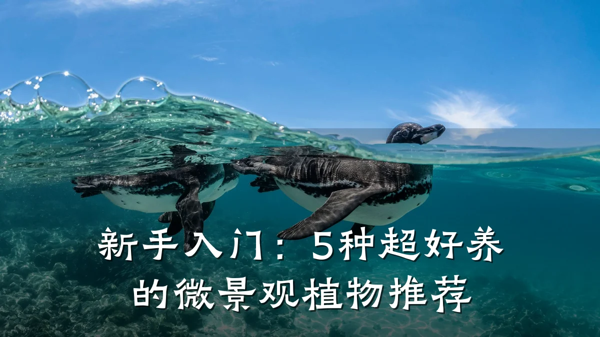 新手入门:5种超好养的微景观植物推荐