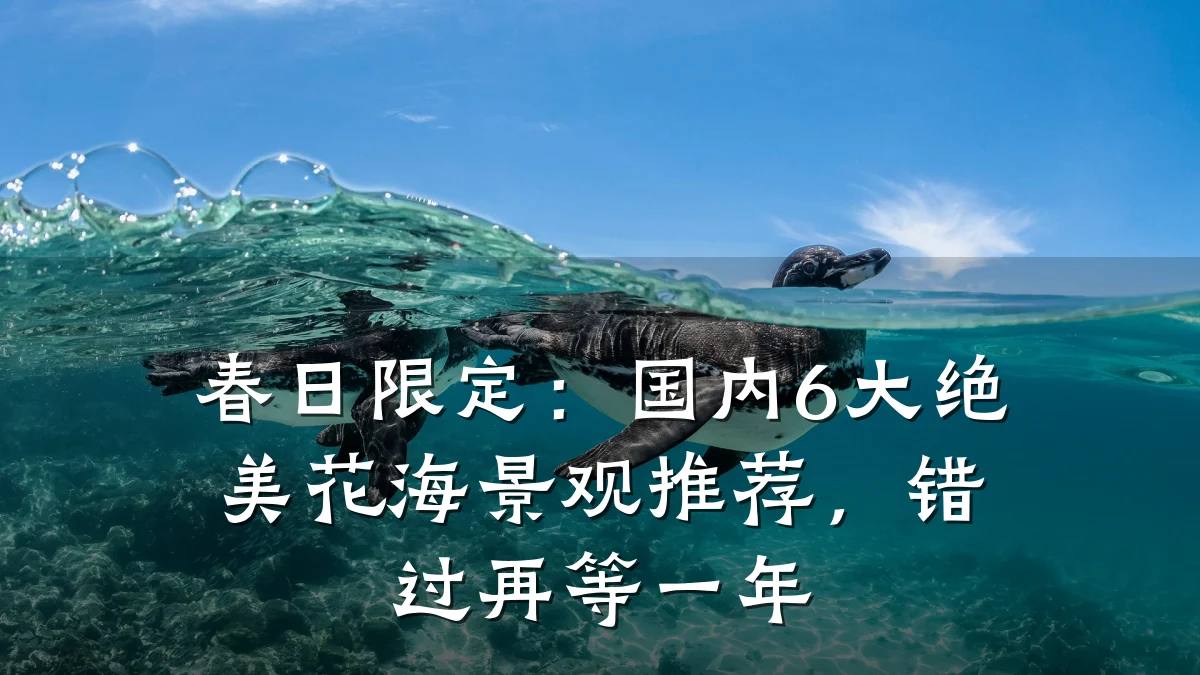 春日限定:国内6大绝美花海景观推荐,错过再等一年