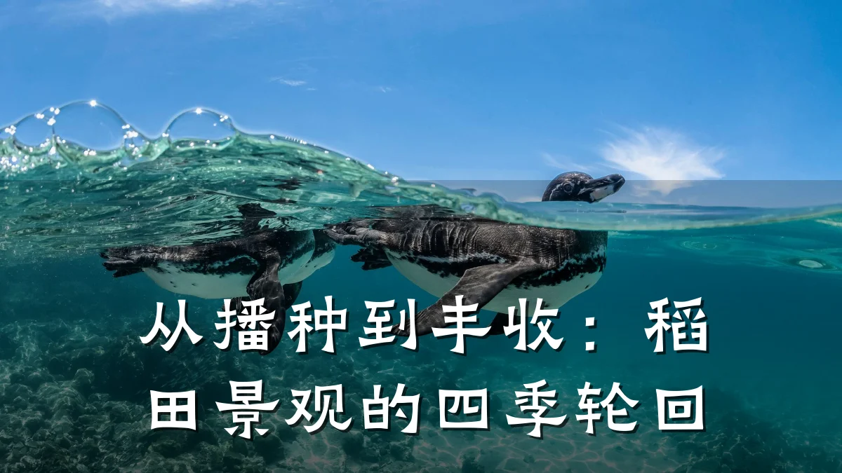 从播种到丰收：稻田景观的四季轮回