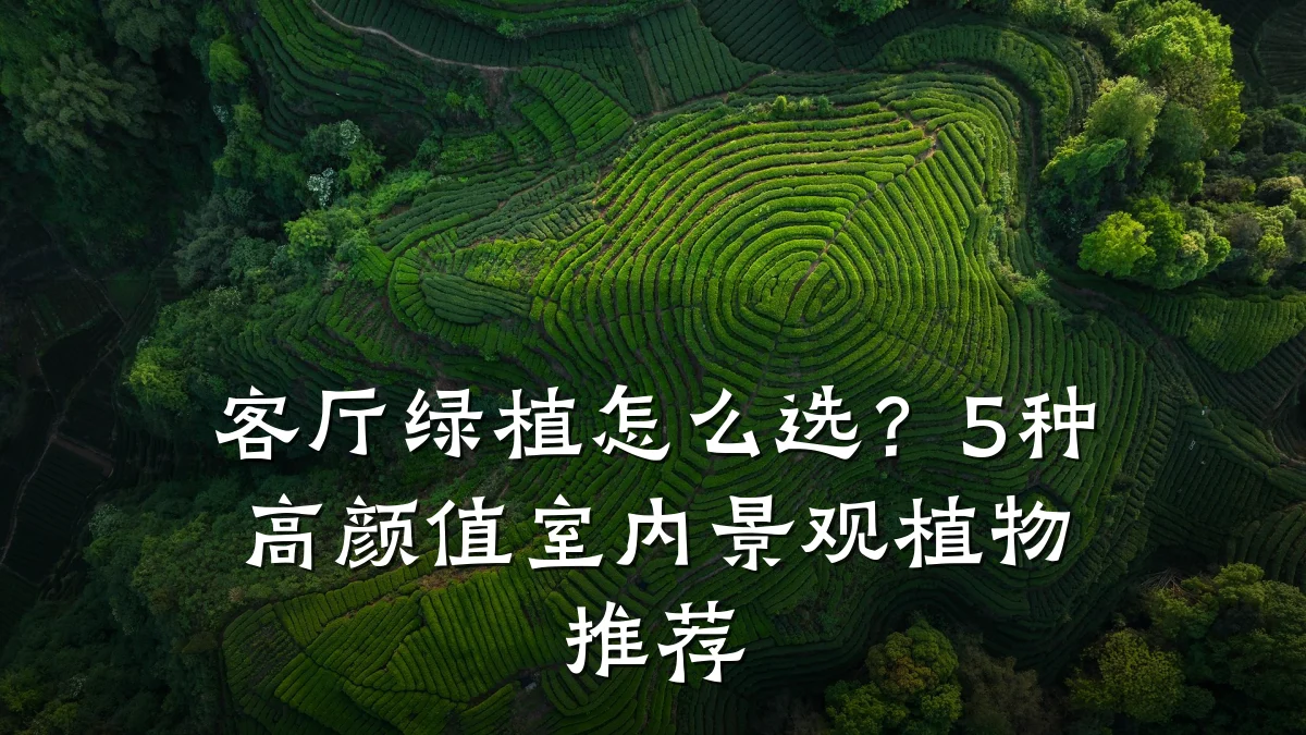 客厅绿植怎么选？5种高颜值室内景观植物推荐