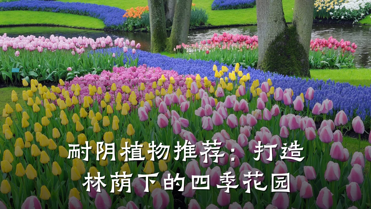 耐阴植物推荐:打造林荫下的四季花园