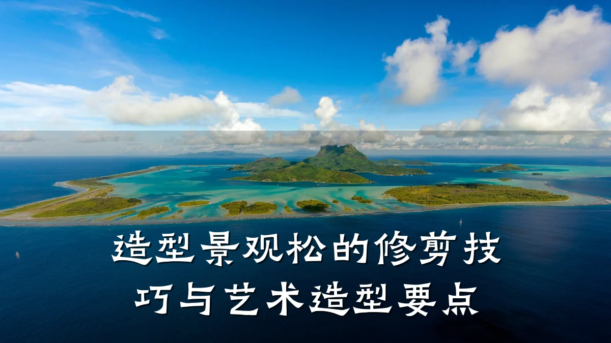 造型景观松的修剪技巧与艺术造型要点
