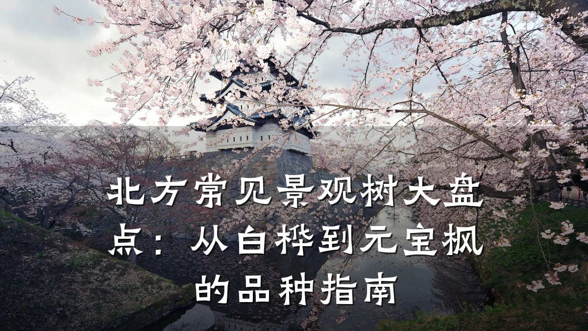 北方常见景观树大盘点：从白桦到元宝枫的品种指南