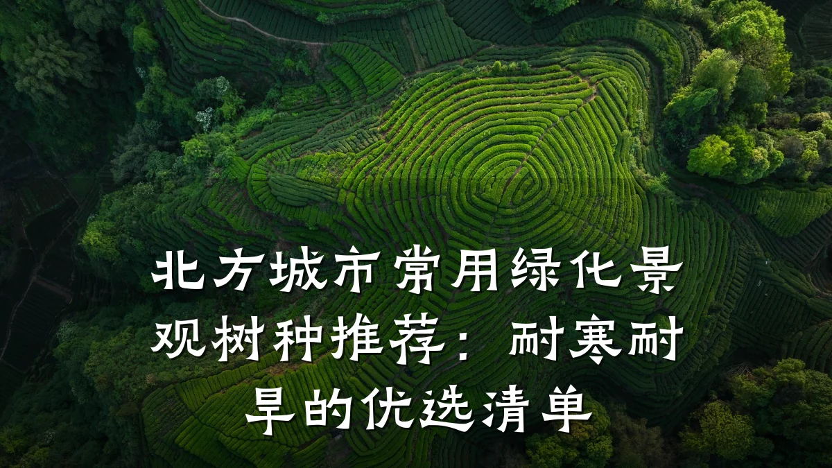 北方城市常用绿化景观树种推荐：耐寒耐旱的优选清单