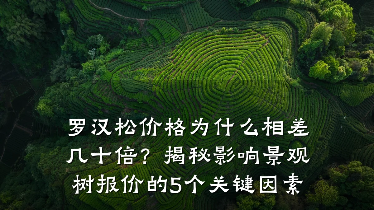 罗汉松价格为什么相差几十倍?揭秘影响景观树报价的5个关键因素