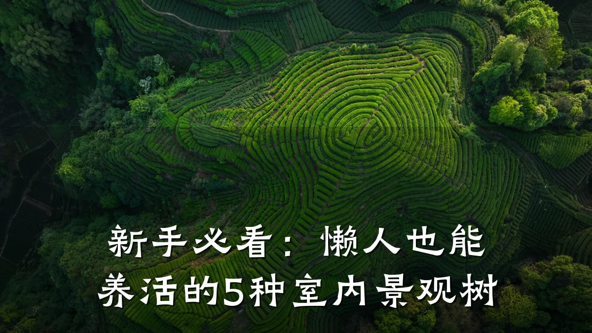 新手必看:懒人也能养活的5种室内景观树