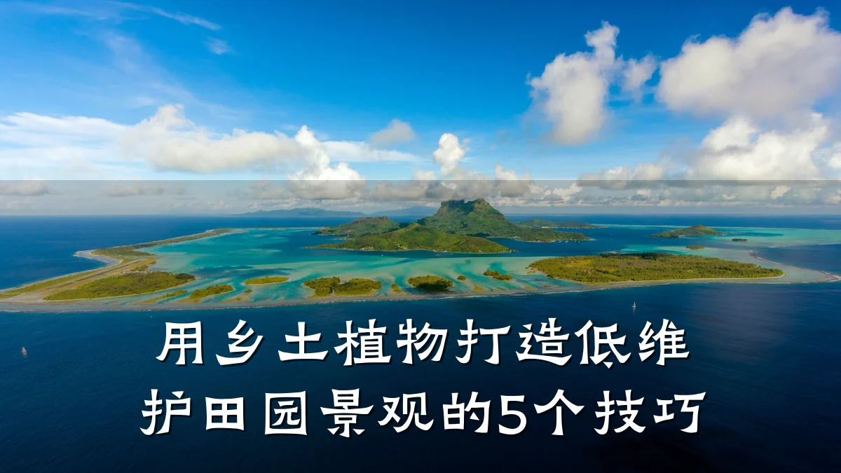 用乡土植物打造低维护田园景观的5个技巧