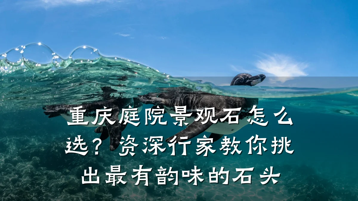 重庆庭院景观石怎么选?资深行家教你挑出最有韵味的石头