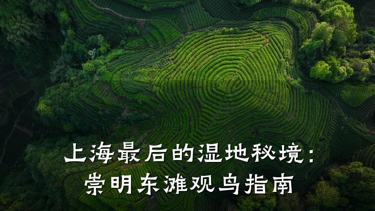 上海最后的湿地秘境：崇明东滩观鸟指南