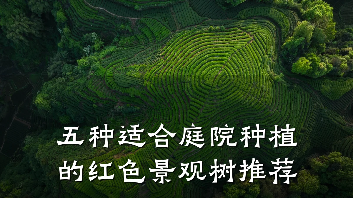 五种适合庭院种植的红色景观树推荐