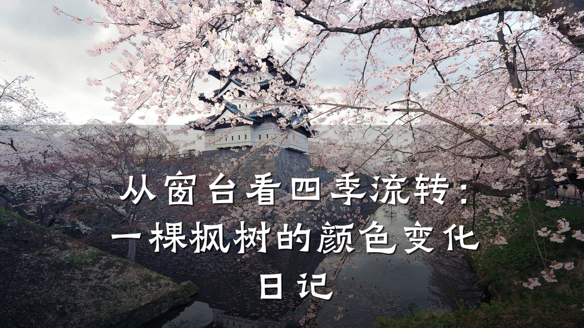 从窗台看四季流转:一棵枫树的颜色变化日记