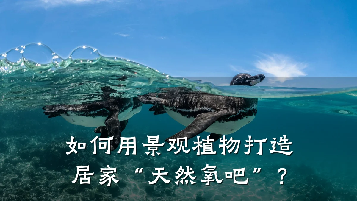 如何用景观植物打造居家“天然氧吧”?