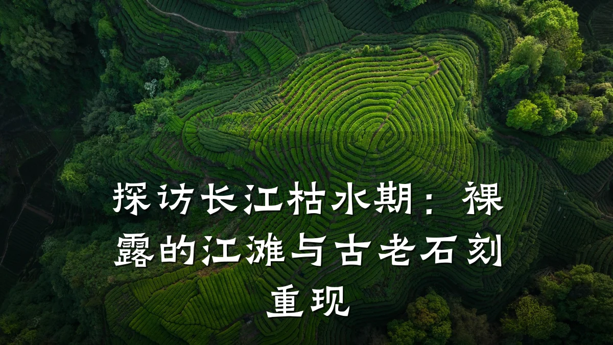 探访长江枯水期:裸露的江滩与古老石刻重现