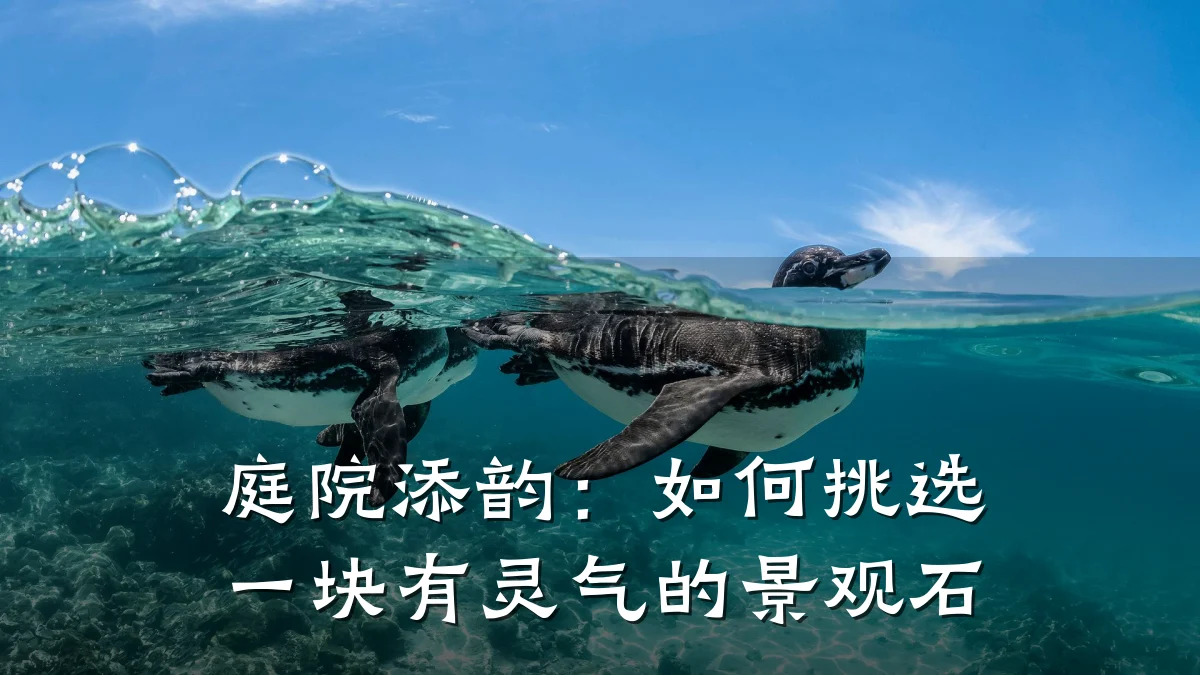 庭院添韵:如何挑选一块有灵气的景观石