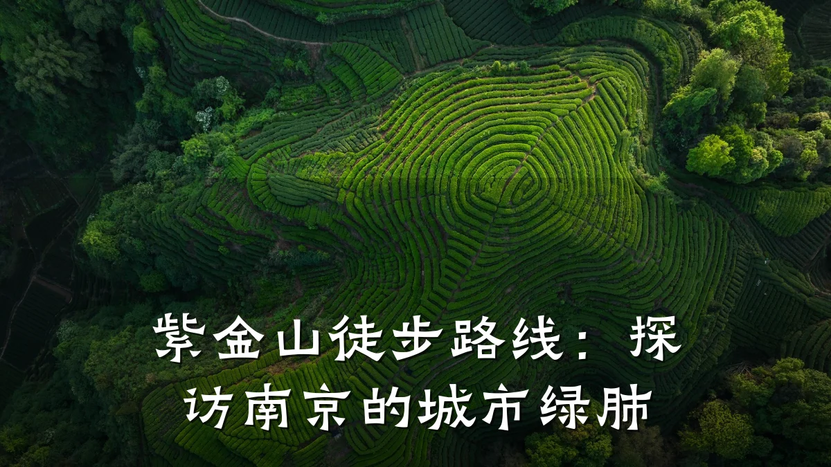 紫金山徒步路线:探访南京的城市绿肺