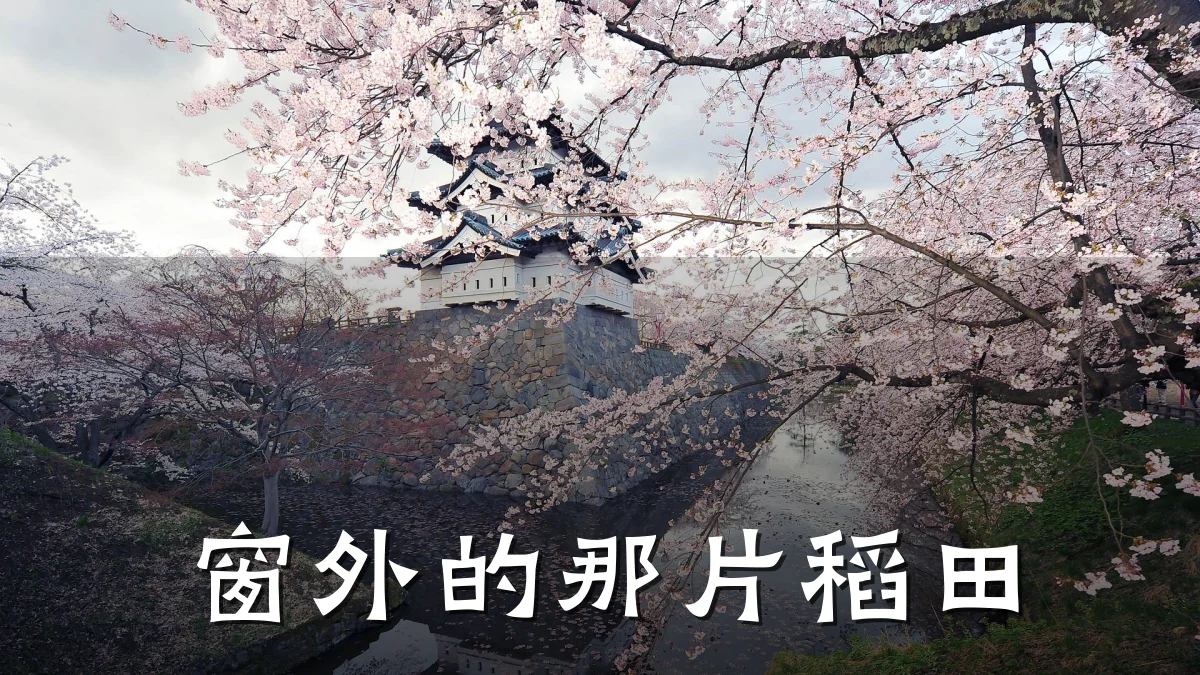窗外的那片稻田