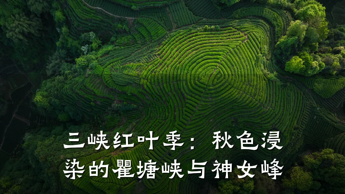 三峡红叶季:秋色浸染的瞿塘峡与神女峰