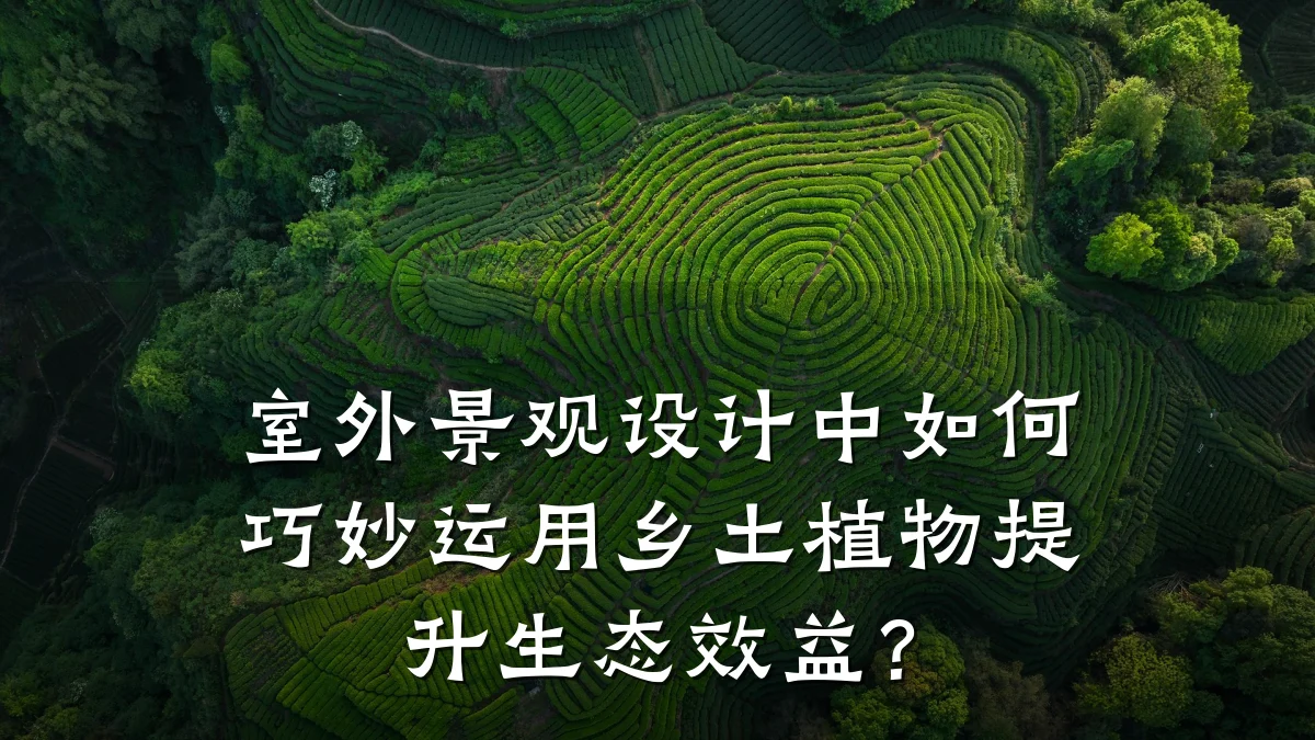室外景观设计中如何巧妙运用乡土植物提升生态效益？
