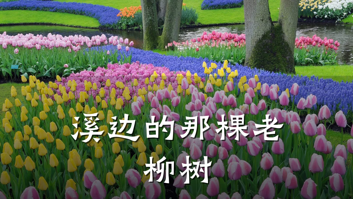 溪边的那棵老柳树