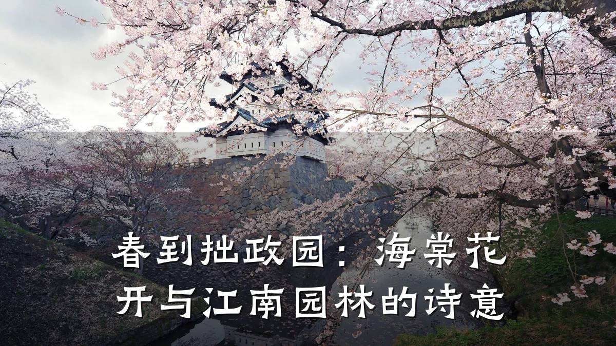 春到拙政园:海棠花开与江南园林的诗意