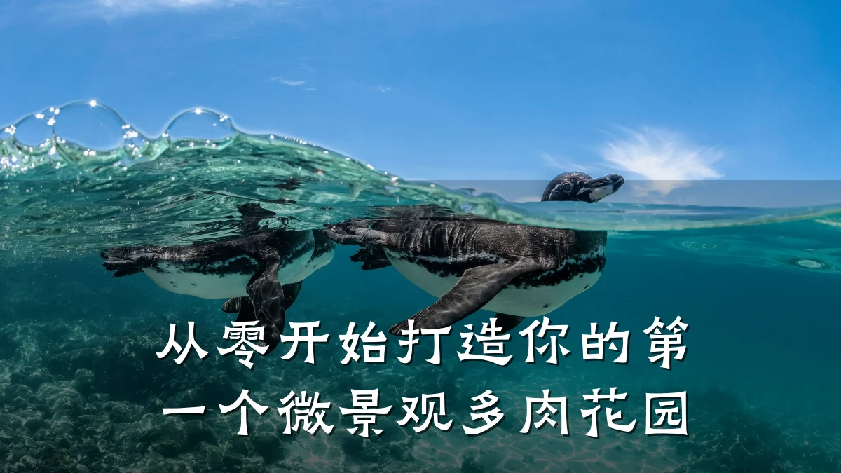 从零开始打造你的第一个微景观多肉花园