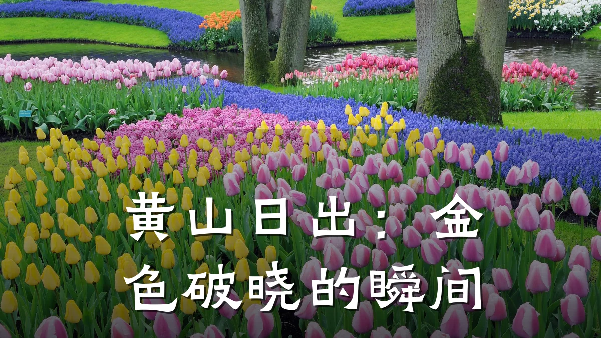 黄山日出：金色破晓的瞬间