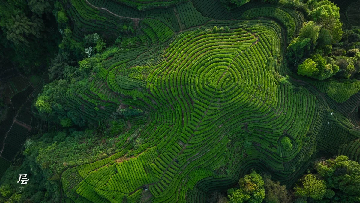 层